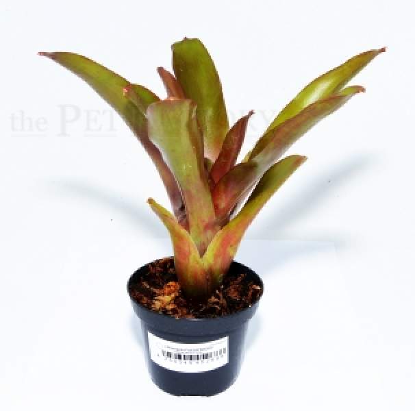 Neoregelia fuego ancho